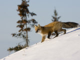 Redfox (Vulpes Vulpes), Churchill, Hudson Bay, Manitoba, Canada Photographic Print by Thorsten Milse
