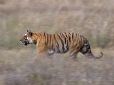 Bengal Tiger, Panthera Tigris Tigris, Bandhavgarh National Park, Madhya Pradesh, India Photographic Print by Thorsten Milse