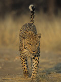Leopard, Panthera Pardus, Duesternbrook Private Game Reserve, Windhoek, Namibia, Africa Photographic Print by Thorsten Milse