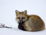 Redfox (Vulpes Vulpes), Churchill, Hudson Bay, Manitoba, Canada Photographic Print by Thorsten Milse