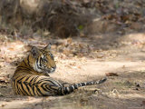Bengal Tiger, Panthera Tigris Tigris, Bandhavgarh National Park, Madhya Pradesh, India Photographic Print by Thorsten Milse