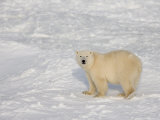 Polar Bear (Ursus Maritimus), Churchill, Hudson Bay, Manitoba, Canada Photographic Print by Thorsten Milse