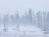 Snow Storm, Blizzard, Churchill, Hudson Bay, Manitoba, Canada Photographic Print by Thorsten Milse