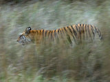 Female Indian Tiger, Bandhavgarh National Park, Madhya Pradesh State, India Photographic Print by Thorsten Milse