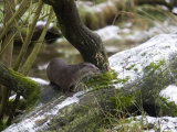 European River Otter, Lutra Lutra, Wildlife Preserve, Rheinhardswald, Germany Fotoprint van Thorsten Milse