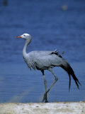 Blue Crane, Anthropoides Paradisea, Etosha National Park, Namibia, Africa Photographic Print by Thorsten Milse