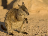 Black-Footed Rock Wallaby (Petrogale Lateralis), Magnetic Island, Queensland, Australia Photographic Print by Thorsten Milse