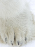 Polar Bear (Ursus Maritimus), Churchill, Hudson Bay, Manitoba, Canada Photographic Print by Thorsten Milse