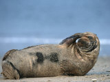 Grey Seal (Halichoerus Grypus), Helgoland, Schleswig-Holstein, Germany Photographic Print by Thorsten Milse