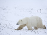 Polar Bear (Ursus Maritimus), Churchill, Hudson Bay, Manitoba, Canada Photographic Print by Thorsten Milse