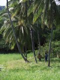 Man Climbing a Coconut Tree, Tobago, West Indies, Caribbean, Central America Fotografie-Druck von Yadid Levy