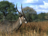 Waterbuck, Kobus Ellipsiprymnus, Khwai River, Botswana, Africa Lámina fotográfica por Thorsten Milse Waterbuck, Kobus Ellipsiprymnus, Khwai River, Botswana, Africa Lámina fotográfica por Thorsten Milse