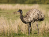 Emu (Dromaius Novaehollandiae), Wilson's Promontory National Park, Victoria, Australia Photographic Print by Thorsten Milse