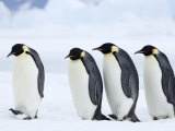 Emperor Penguins (Aptenodytes Forsteri), Snow Hill Island, Weddell Sea, Antarctica, Polar Regions Fotografisk tryk af Thorsten Milse Emperor Penguins (Aptenodytes Forsteri), Snow Hill Island, Weddell Sea, Antarctica, Polar Regions Fotografisk tryk af Thorsten Milse