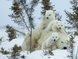 Polar Bear (Ursus Maritimus) Mother with Triplets, Wapusk National Park, Churchill, Manitoba Photographie par Thorsten Milse