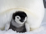 Emperor Penguin Chick (Aptenodytes Forsteri), Snow Hill Island, Weddell Sea, Antarctica Photographic Print by Thorsten Milse