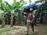 Worker at a Banana Plantation Near Le Francois, Martinique, Lesser Antilles Photographic Print by Yadid Levy Worker at a Banana Plantation Near Le Francois, Martinique, Lesser Antilles Photographic Print by Yadid Levy
