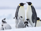 Emperor Penguins (Aptenodytes Forsteri) and Chicks, Snow Hill Island, Weddell Sea, Antarctica Photographie par Thorsten Milse