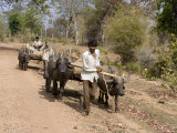 Bullock Carts, Tala, Bandhavgarh National Park, Madhya Pradesh, India Photographic Print by Thorsten Milse