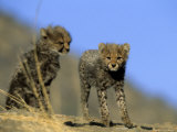 Cheetah Cubs, Acinonyx Jubatus, Duesternbrook Private Game Reserve, Windhoek, Namibia, Africa Photographic Print by Thorsten Milse