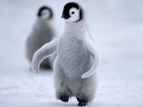 Emperor Penguin Chick (Aptenodytes Forsteri), Snow Hill Island, Weddell Sea, Antarctica Photographie par Thorsten Milse