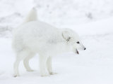 Arctic Fox (Polar Fox) (Alopex Lagopus), Churchill, Hudson Bay, Manitoba, Canada Photographic Print by Thorsten Milse