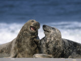 Grey Seal, Halichoerus Grypus, Heligoland, Schleswig-Holstein, Germany Fotografie-Druck von Thorsten Milse