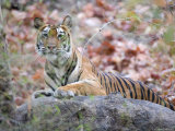 Bengal Tiger, Panthera Tigris Tigris, Bandhavgarh National Park, Madhya Pradesh, India Photographic Print by Thorsten Milse