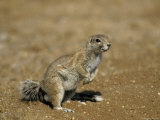 Cape Ground Squirrel, Xerus Inauris, Namibia, Africa Lámina fotográfica por Thorsten Milse