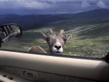 Big Horn Sheep Looking Through Car Window, Mt. Evans, Colorado, USA Photographic Print by James Gritz