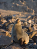 South African Fur Seal, Arcotocephalus Pusillus, Cape Cross, Namibia, Africa Photographic Print by Thorsten Milse