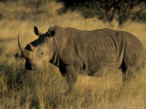 White Rhinoceros, Ceratotherium Simum, Namibia, Africa Photographic Print by Thorsten Milse