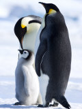 Emperor Penguins (Aptenodytes Forsteri) and Chick, Snow Hill Island, Weddell Sea, Antarctica Photographic Print by Thorsten Milse