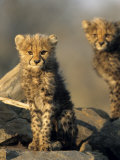 Cheetah Cubs, Acinonyx Jubatus, Duesternbrook Private Game Reserve, Windhoek, Namibia, Africa Photographic Print by Thorsten Milse