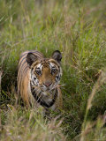 Indian Tiger, Bandhavgarh National Park, Madhya Pradesh State, India Photographic Print by Thorsten Milse