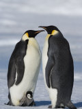Emperor Penguins (Aptenodytes Forsteri) and Chick, Snow Hill Island, Weddell Sea, Antarctica Photographic Print by Thorsten Milse