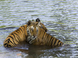Family of Indian Tigers, Bandhavgarh National Park, Madhya Pradesh State Photographic Print by Thorsten Milse