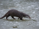 European River Otter, Lutra Lutra, Wildlife Preserve, Rheinhardswald, Germany Fotografisk tryk af Thorsten Milse European River Otter, Lutra Lutra, Wildlife Preserve, Rheinhardswald, Germany Fotografisk tryk af Thorsten Milse