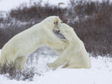Polar Bear (Ursus Maritimus), Churchill, Hudson Bay, Manitoba, Canada Photographic Print by Thorsten Milse