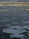 Pack Ice, Weddell Sea, Antarctic Peninsula, Antarctica, Polar Regions Lámina fotográfica por Thorsten Milse Pack Ice, Weddell Sea, Antarctic Peninsula, Antarctica, Polar Regions Lámina fotográfica por Thorsten Milse