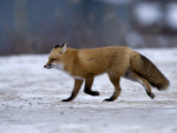 Red Fox, Vulpes Vulpes, Churchill, Manitoba, Canada Photographic Print by Thorsten Milse