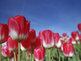 Tulipa Species, Alkmaar, Holland (Netherlands) Photographic Print by Thorsten Milse