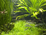 Fish Aquarium at Wilhelma Zoo and Botanical Gardens, Stuttgart, Baden Wurttemberg, Germany Photographie par Yadid Levy