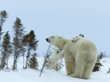 Polar Bear (Ursus Maritimus) Mother with Twin Cubs, Wapusk National Park, Churchill, Manitoba Photographic Print by Thorsten Milse
