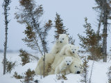 Polar Bear (Ursus Maritimus) Mother with Triplets, Wapusk National Park, Churchill, Manitoba Photographic Print by Thorsten Milse