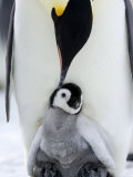 Emperor Penguin (Aptenodytes Forsteri) and Chick, Snow Hill Island, Weddell Sea, Antarctica Photographic Print by Thorsten Milse
