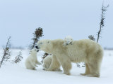 Polar Bear (Ursus Maritimus) Mother with Triplets, Wapusk National Park, Churchill, Manitoba Photographic Print by Thorsten Milse