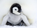 Emperor Penguin Chick (Aptenodytes Forsteri), Snow Hill Island, Weddell Sea, Antarctica Lámina fotográfica por Thorsten Milse Emperor Penguin Chick (Aptenodytes Forsteri), Snow Hill Island, Weddell Sea, Antarctica Lámina fotográfica por Thorsten Milse
