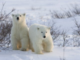 Polar Bear Cubs (Ursus Maritimus), Churchill, Hudson Bay, Manitoba, Canada Photographic Print by Thorsten Milse