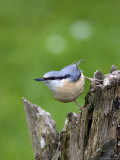 Eurasian Nuthatch (Sitta Europaea), Bielefeld, Germany Photographie par Thorsten Milse